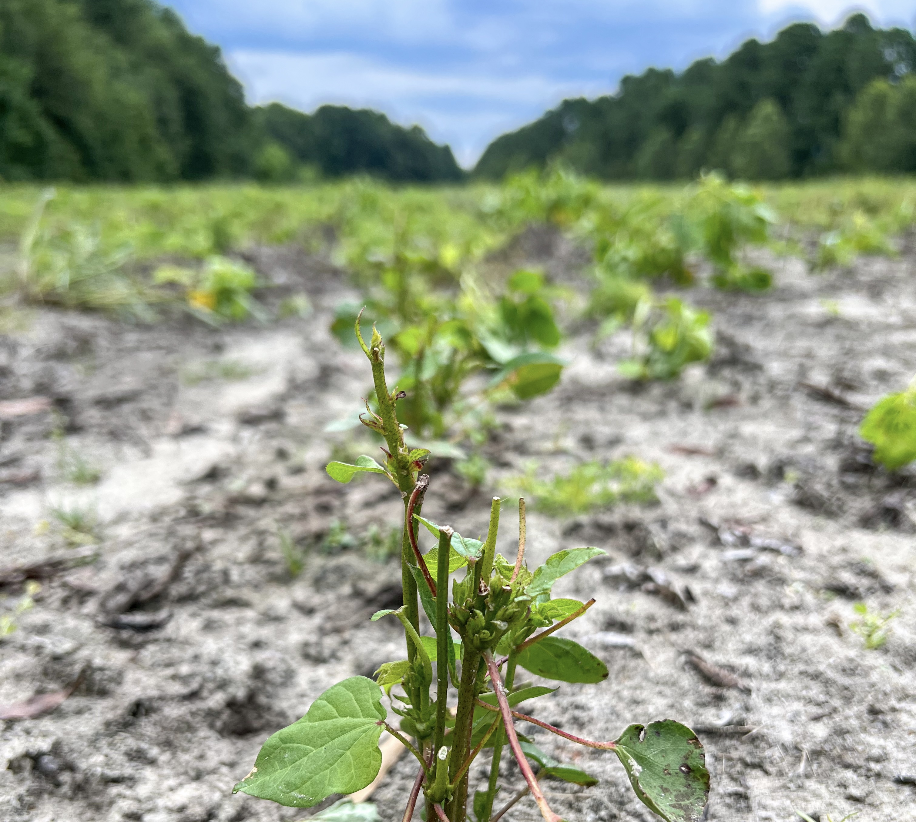 Study Confirms Cotton Farmers Face Major Deer Problem