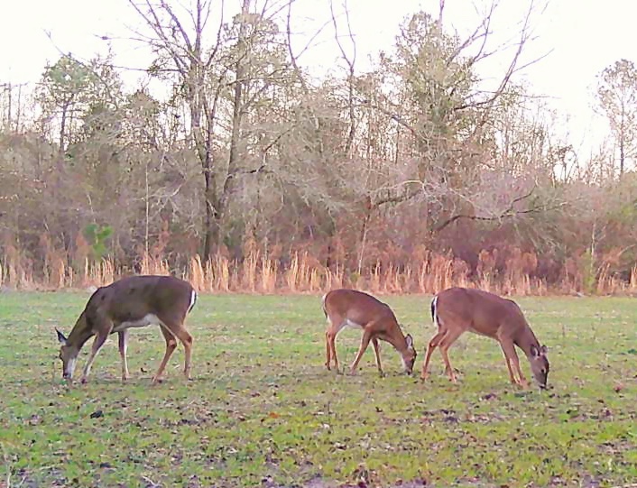 QDM:  Which Doe Should You Shoot?