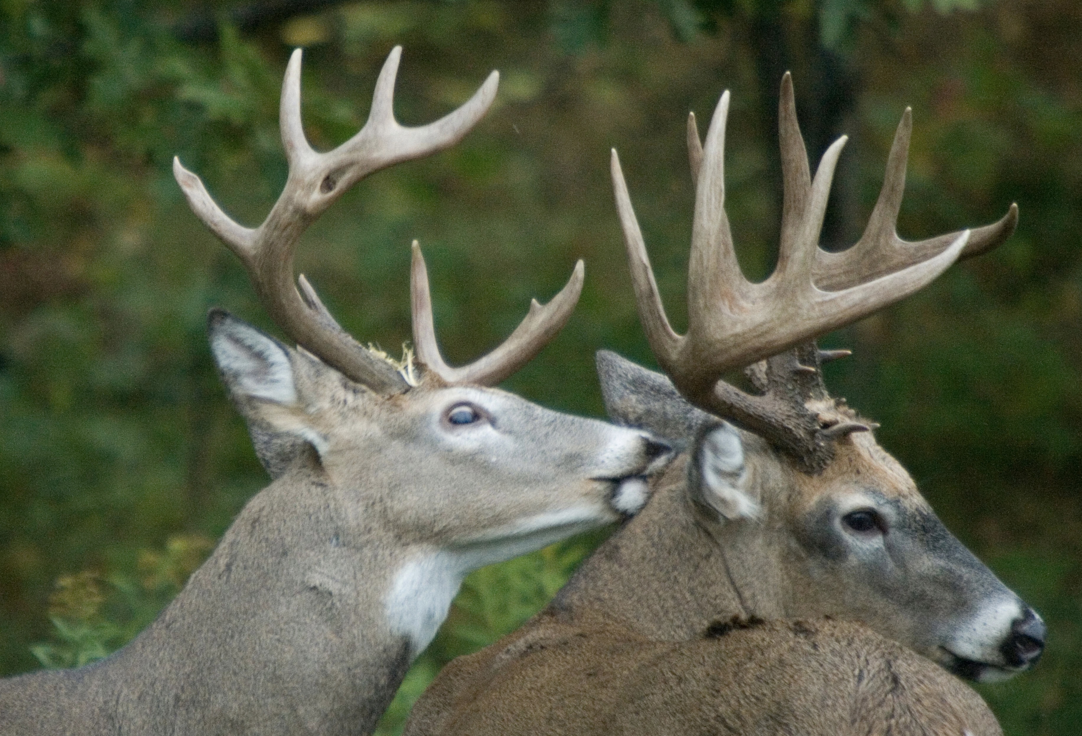 CWD – A Deer Manager’s Perspective