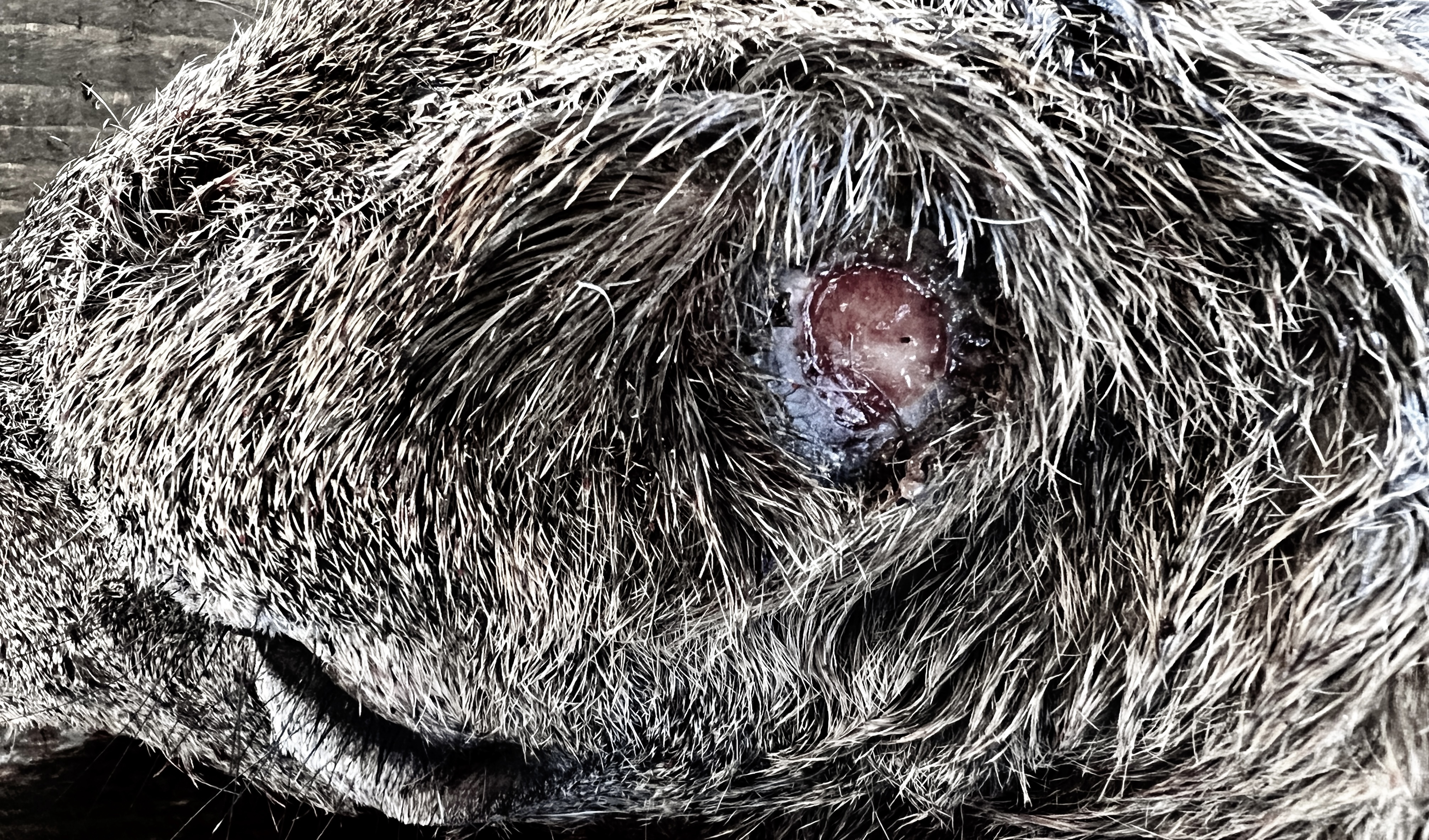 QDM: Herd Monitoring through Necropsy