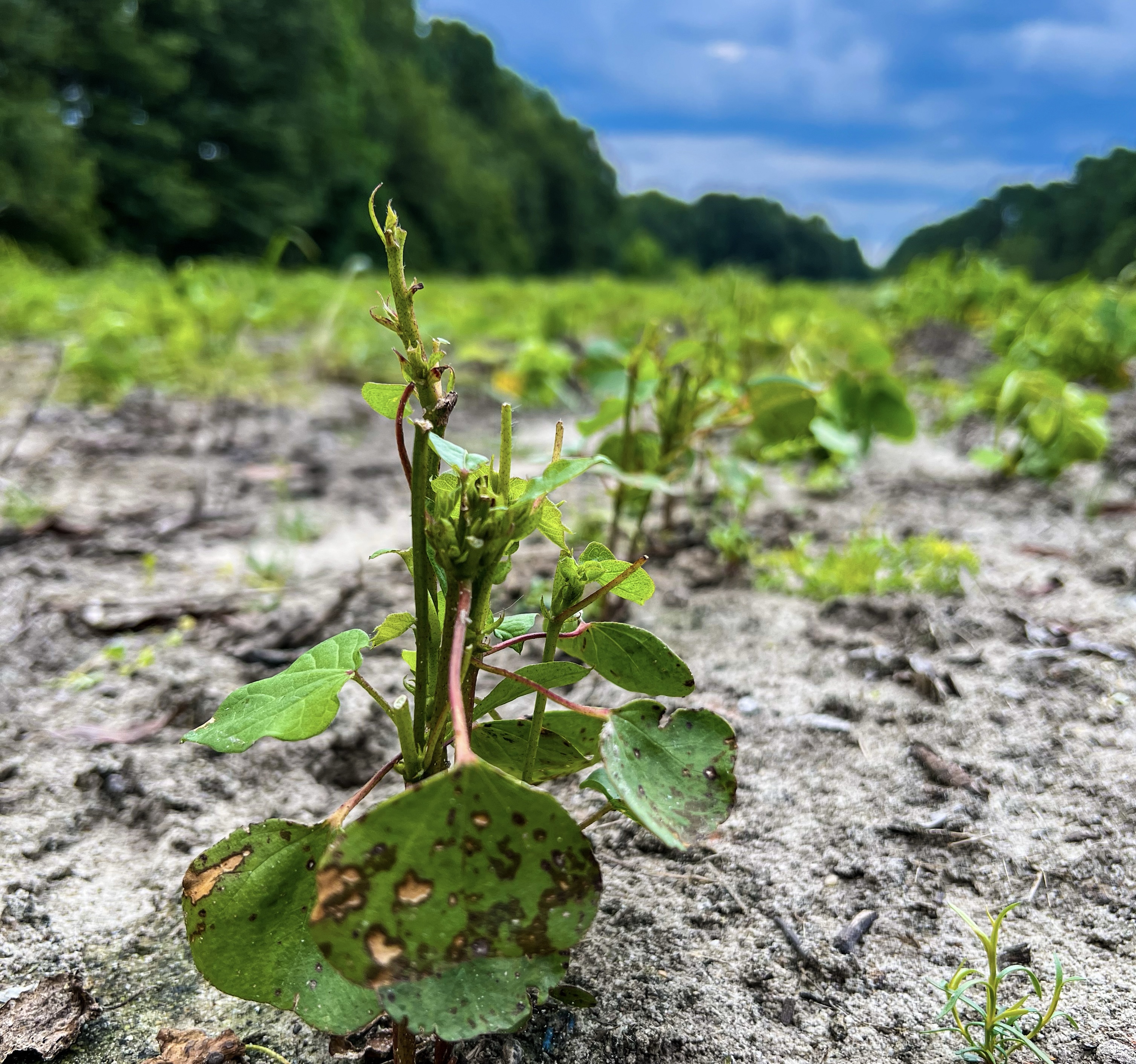 Hunters for the Hungry Accepting Deer Taken Under GA Crop Damage Permits