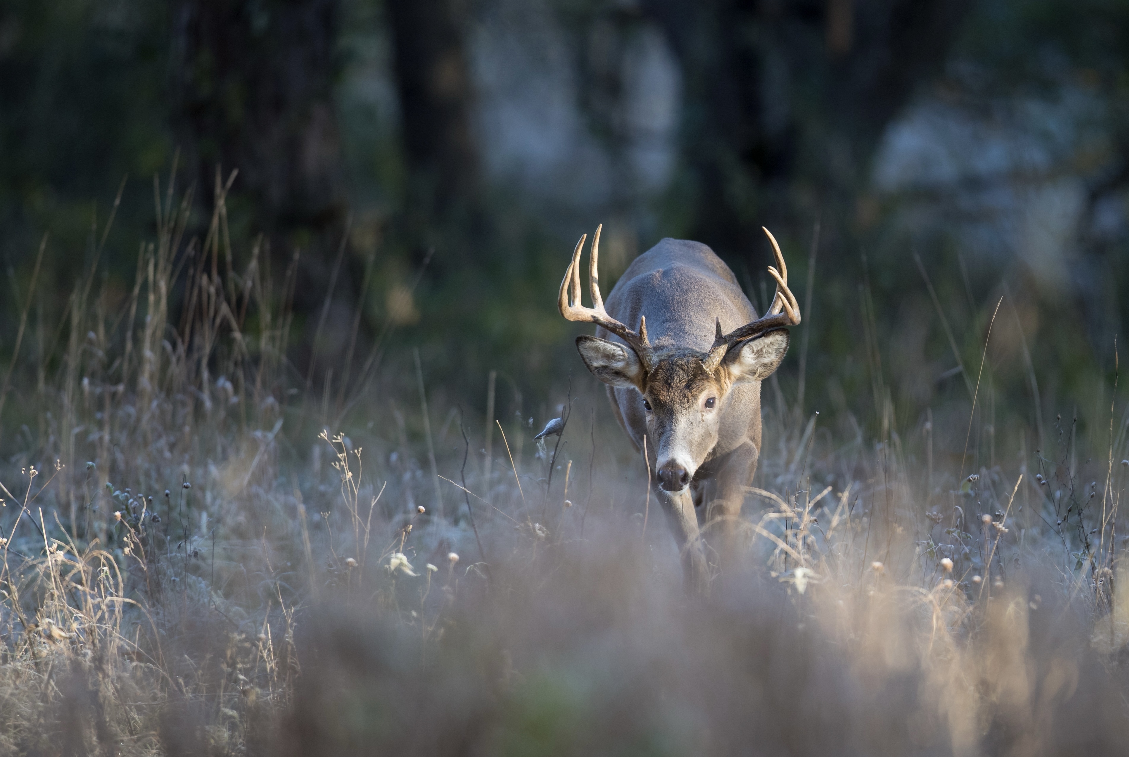 Using a Doe Decoy During the Rut